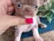 chiot chihuahua femelle a donner 