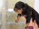 chiot rottweiler &agrave; donner 