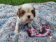 cavalier king charle disponible pour adoption femelle 