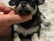 chiot chihuahua femelle a donner 