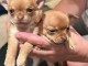 chiot chihuahua femelle a donner 