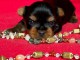 chiot Yorkshire terrier femelle 