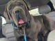 je donne chiot Cane Corso disponible 