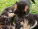 chiot berger allemand disponible 