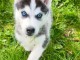 je donne chiot husky sib&eacute;rien adorable 