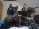 je donne mon chaton maine coon 