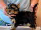 je donne chiot Yorkshire femelle 