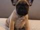 Chiot bouledogue fran&ccedil;ais &agrave; donner 