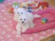 Chiot bichon maltais &agrave; donner 