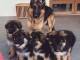 Je donne chiot berger allemand disponible 