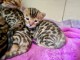 Chaton Bengal disponible pour adoption 