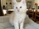 magnifique chaton maine coon disponible 