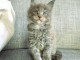 chaton maine coon pour compagnie 