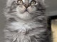 je donne mon chaton maine coon 