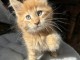 deux chatons maine coon disponible pour adoption 