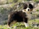 chiot berger australien disponible 
