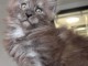 chaton maine coon disponible pour adoption 