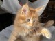 adorable chaton Maine coon disponible 