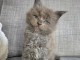 je donne mon chaton maine coon disponible 