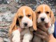 je donne chiot beagle disponible 