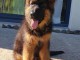 chiot berger allemand disponible 