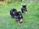 chiot berger allemand disponible pour adoption 