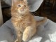 maine coon disponible 