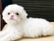 chiot type bichon maltais pour compagnie 