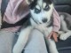 chiot husky sib&eacute;rien &agrave; donner 
