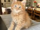 Chaton maine coon disponible 