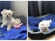 je donne chiot bichon maltais disponible 