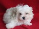 je donne chiot bichon maltais disponible 