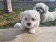 Chiot bichon maltais disponible &agrave; donner 