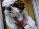 chiot Shih Tzu a donner 