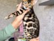 Chaton Bengal disponible pour adoption 
