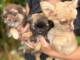 chiot chihuahua femelle et m&acirc;le &agrave; donner 