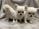 chiot chihuahua disponible 