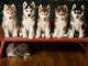 chiot husky sib&eacute;rien adorable 