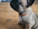 magnifique chiot bouledogue fran&ccedil;ais 