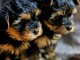 b&eacute;b&eacute; chiot Yorkshire terrier femelle 