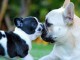 je donne chiot bouledogue fran&ccedil;ais m&acirc;le urgent 