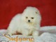 Pomeranian BOO &ndash; Magnifiques chiots