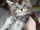chaton maine coon a placer 
