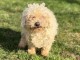 adoption chiot bichon disponible