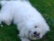 je donne chiot bichon disponible 