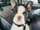 chiot bouledogue fran&ccedil;ais disponible 