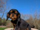 chiot cavalier king charle magnifique 