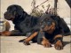 je donne chiot rottweiler &agrave; adopter 
