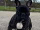 adorable chiot bouledogue fran&ccedil;ais 