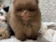 chiot spitz nain Pom&eacute;ranie disponible 